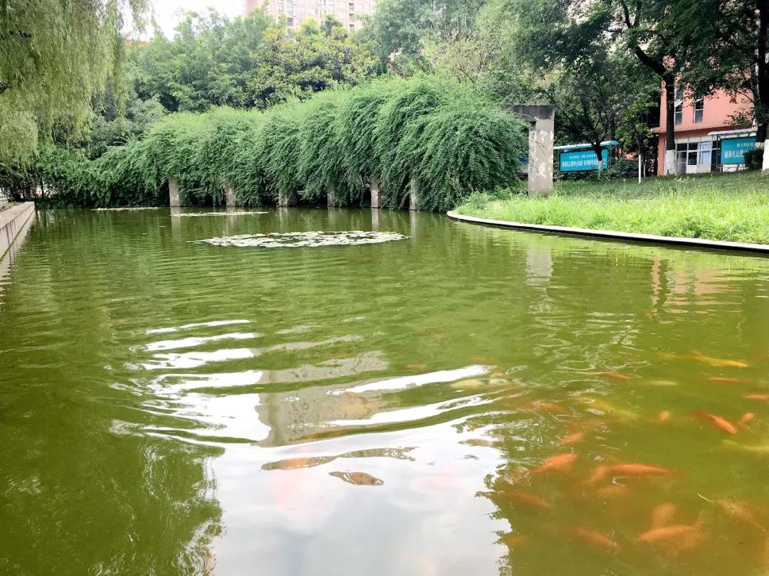 香城中學(xué)2019年招生簡章