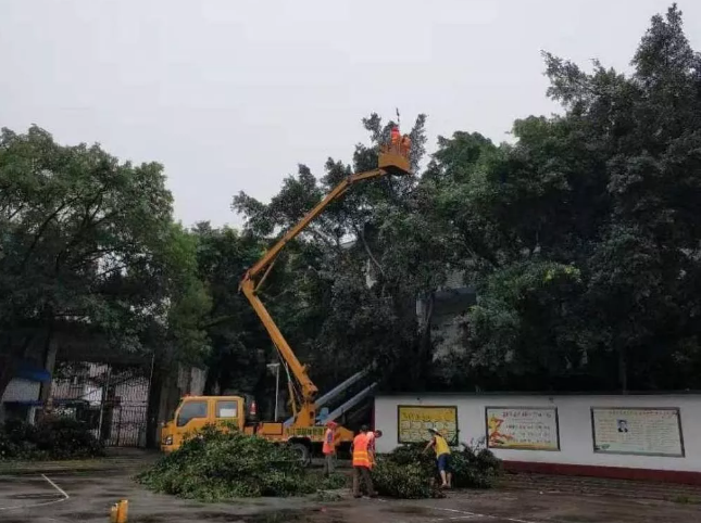 內江鐵路中學利用暑假修剪行道樹枝