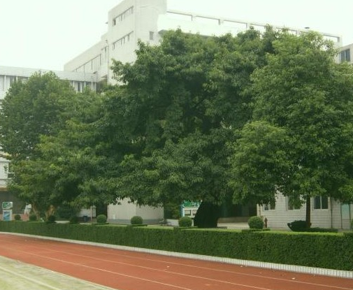 成都石室錦城外國語學(xué)校校園風(fēng)采