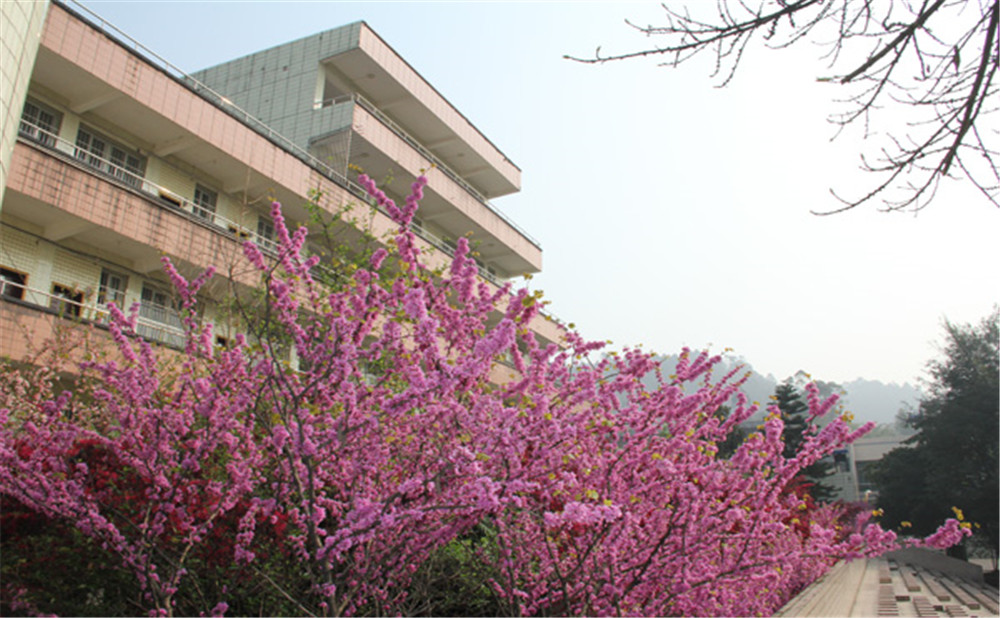 五通橋中學(xué)校園環(huán)境怎么樣？