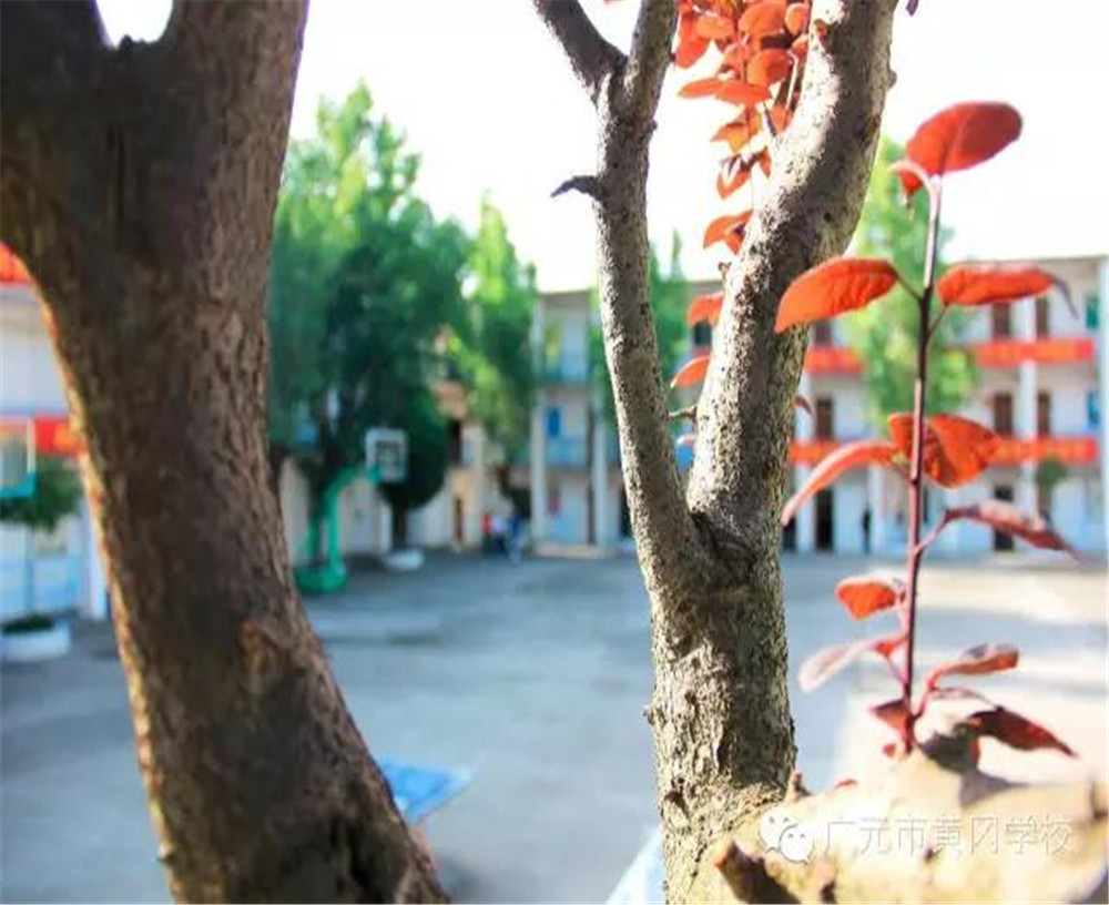 廣元市黃岡學校詳細地址在什么地方？
