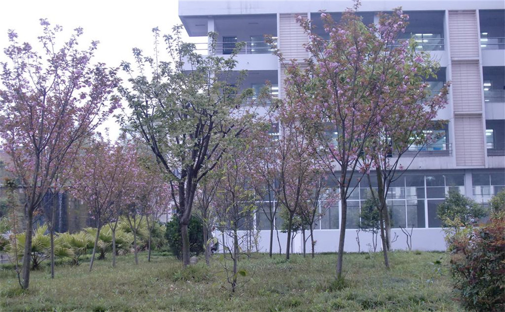 射洪中學2020年的招生計劃公布了嗎？